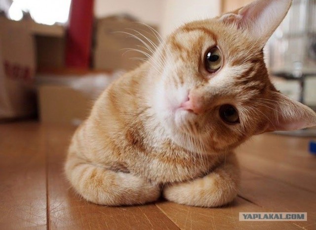 Котовторник! 08.11.11