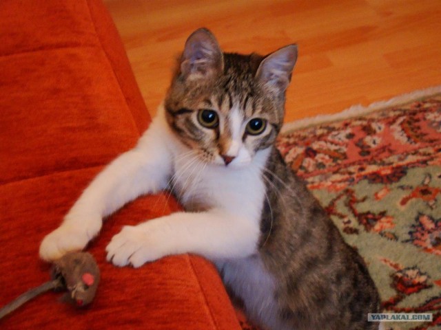 Котовторник (31.01.2012)