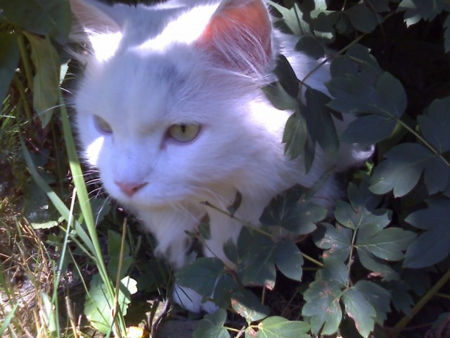Котовторник! 13.03.2012