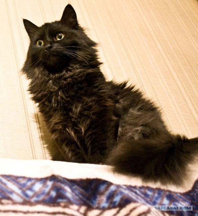 Котовторник 20.03.2012