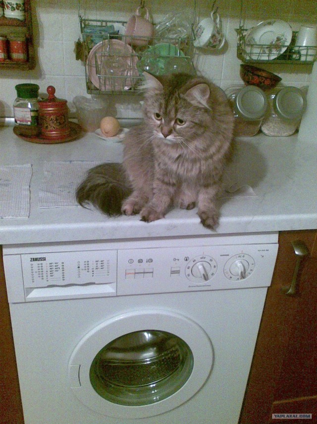 Котовторник 17.04.2012