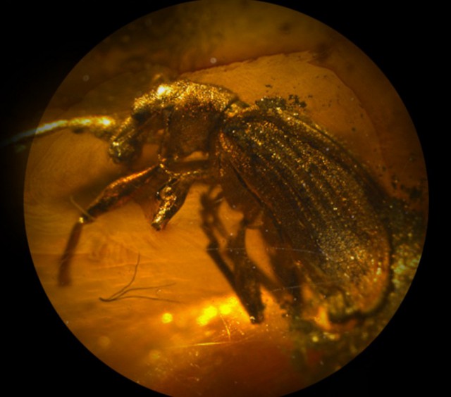 Это было 50 миллионов лет назад