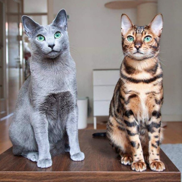 Прикольных котов пост