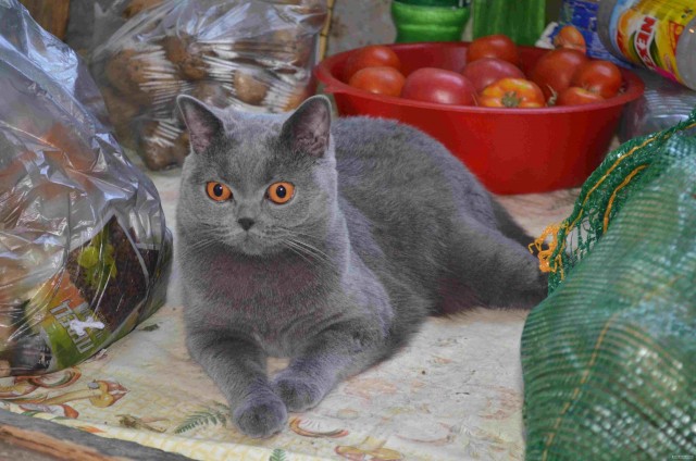 Котовторник  12. 06. 2012