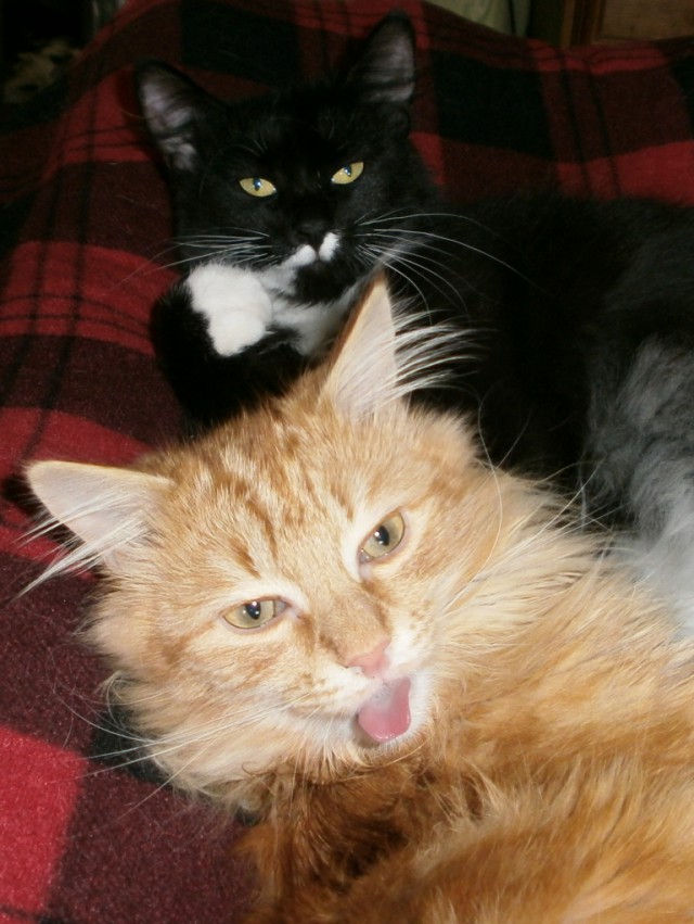 Котовторник ! (12.03.19)