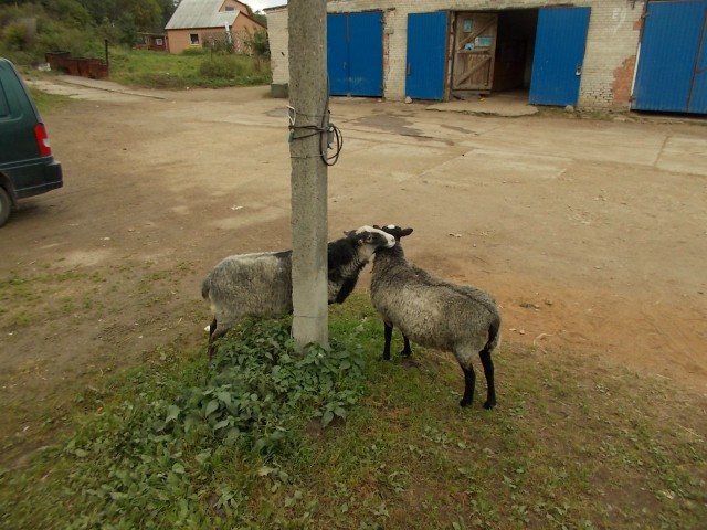 Живность из сети