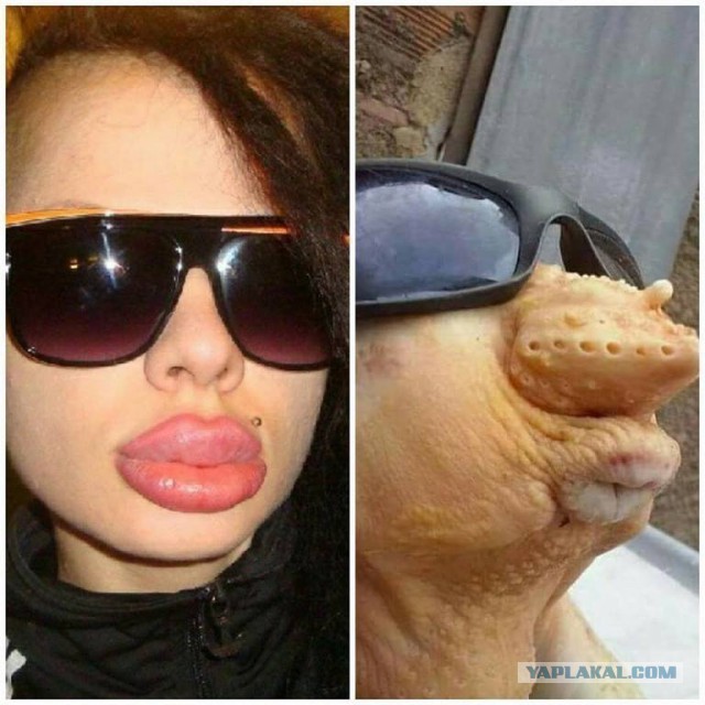 Мукла в повседневной жизни