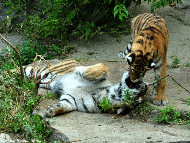 Дикий котовторник 11.06.19