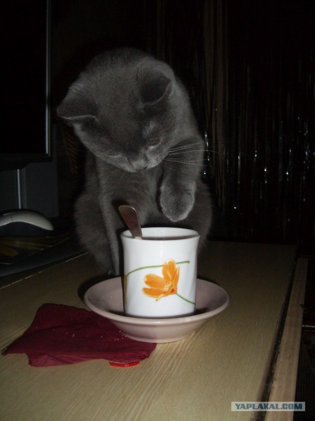 Котовторник 28.01.2020