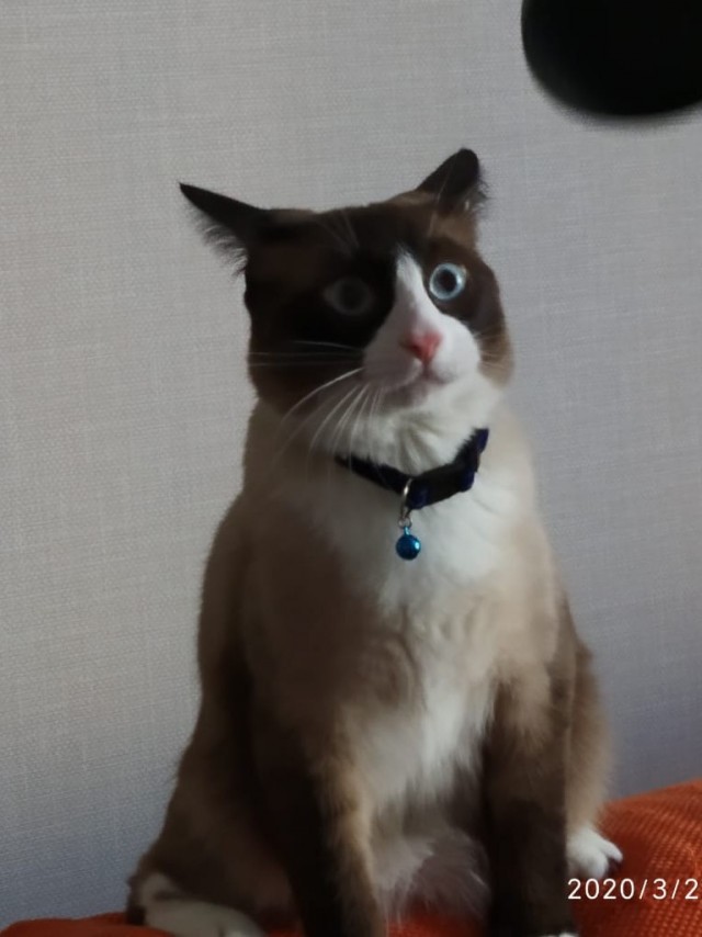 Давайте по котикам, которые с нами на самоизоляции