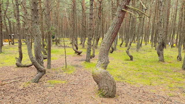Куршская коса или очередной побег от тоски
