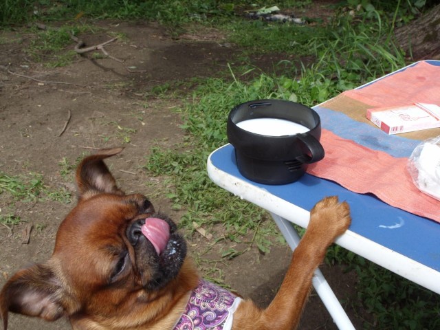 Победители конкурса фотографии Comedy Pet Photo Awards 2020