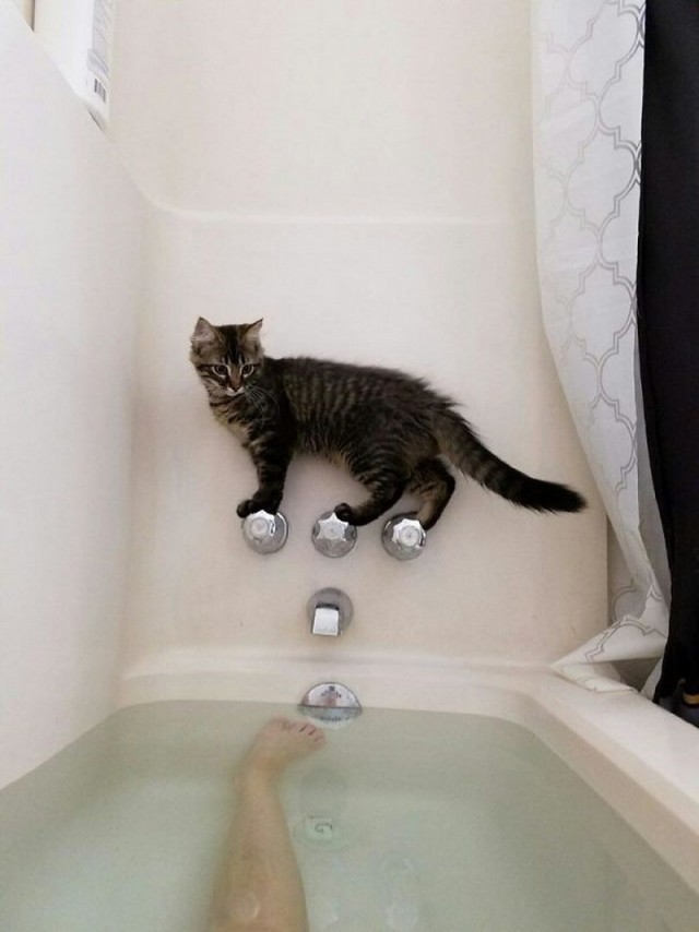 Не на всякого кота гравитация может воздейстовать! Им вообще плевать на законы физики