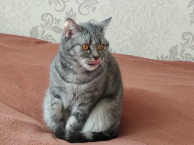 Эти забавные животные