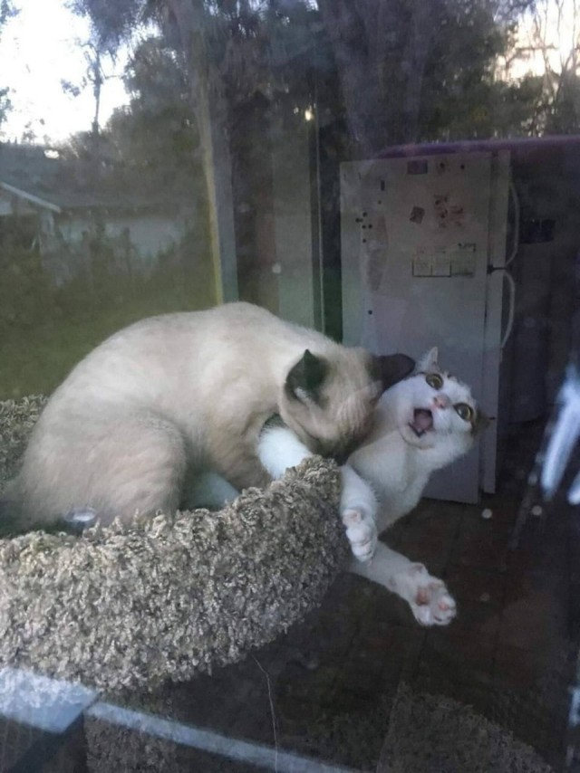 Эти забавные животные