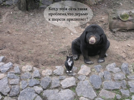 Фотожаба: Шерстяные гопники ))