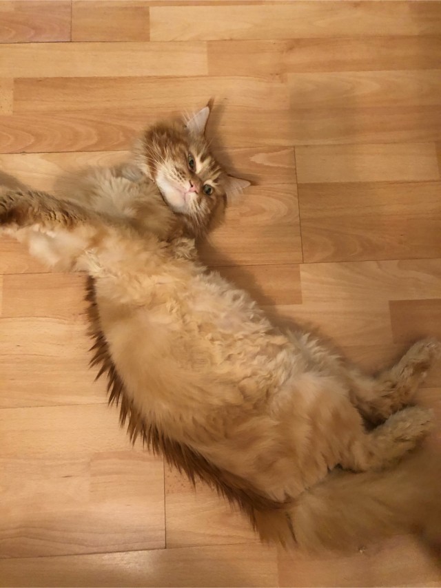 Моя красотка