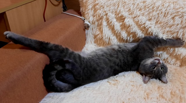 Котовторнику быть!