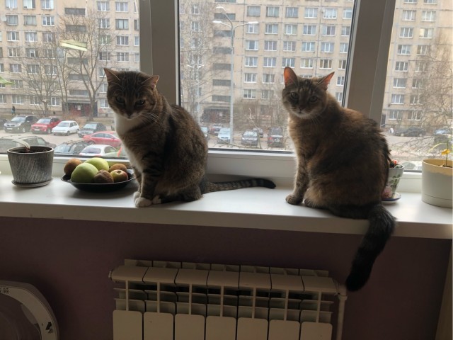 Даешь котовторник!