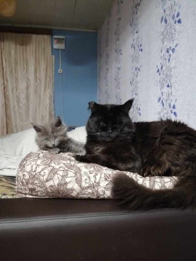 Подборка всякой живности
