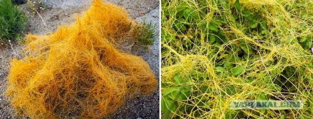 Осторожно: растения-агрессоры! Иноземные захватчики с других континентов