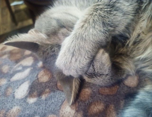 Котовторник вроде.