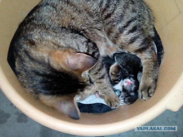 Котовторнику быть