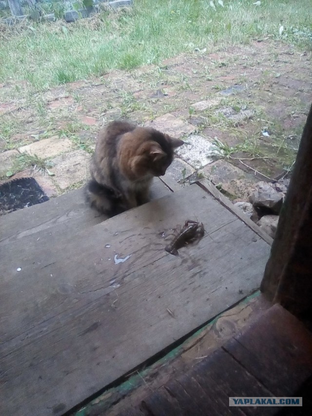 История одного котенка