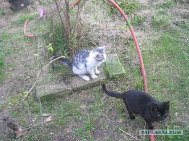 Жизнь домашнего приюта для котеек 417