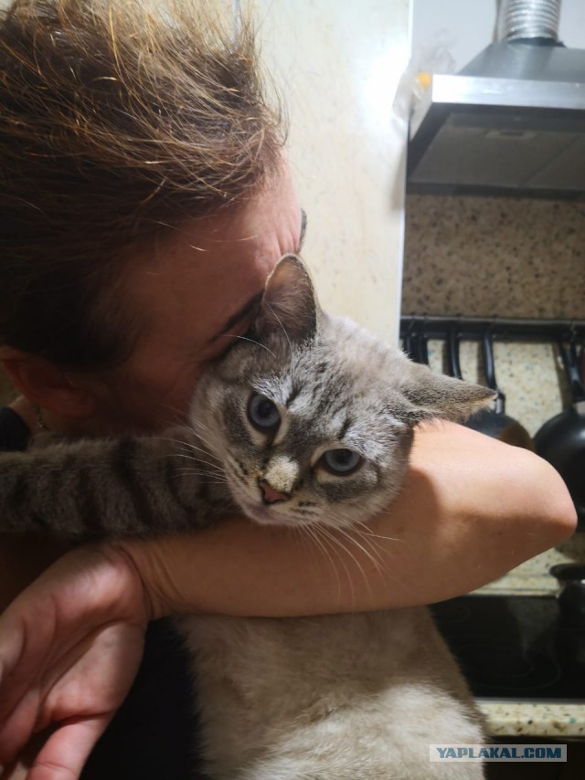 Котоюмор на ЯП. Веселые кото-картинки!