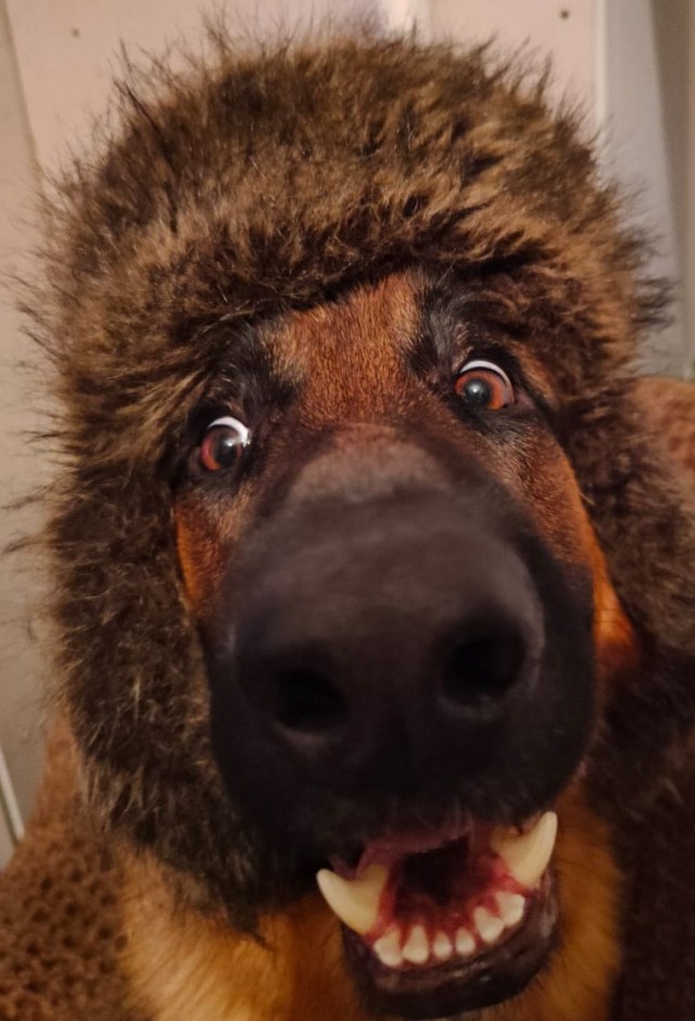 Шарик из Простоквашино