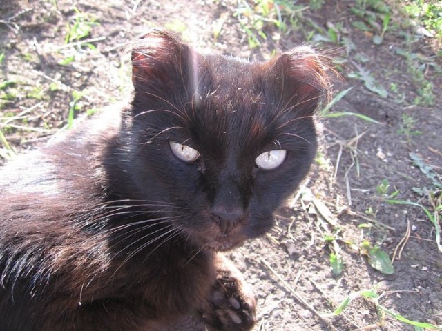 Обмороженная кошка из Колывани. Ищу передержку! обсуждение на форуме НГС Новос