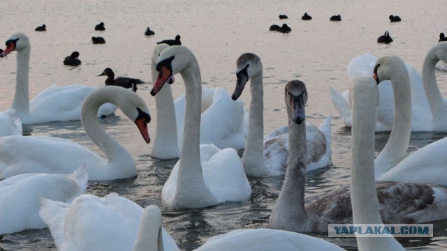 Крым в феврале или "Не стреляйте в белых лебедей!"