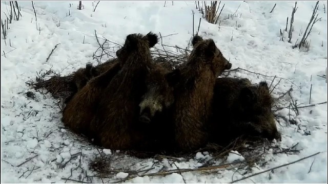 Удивлению нет предела или тип семьи, который входит в моду