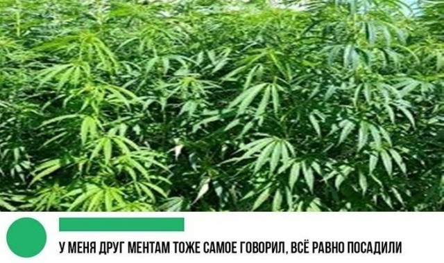 Исследование: каннабис помогает людям с хроническими заболеваниями значительно улучшить качество жизни — QUEST
