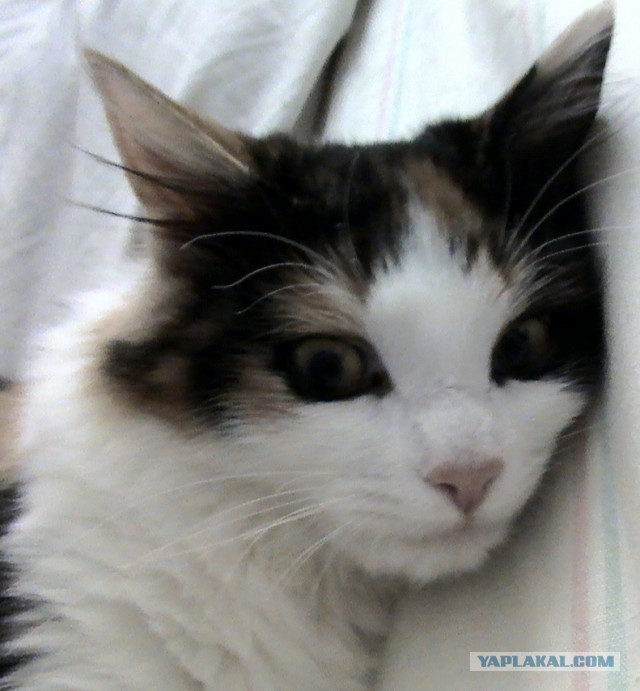 Котовторник 30.04.2013