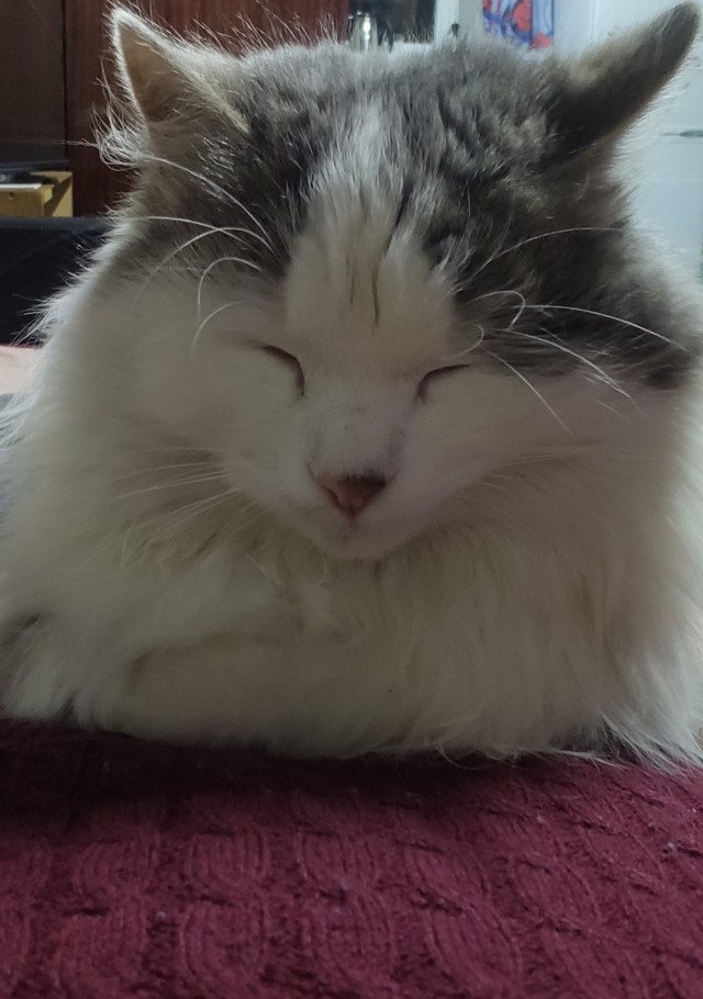 Кошка терпеливо ждала своего человека