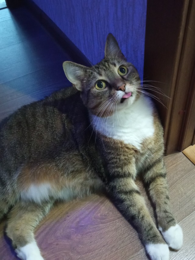 Толстые коты
