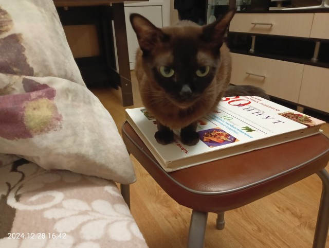 Котовторник 31.12.2024. Последний котовторник года
