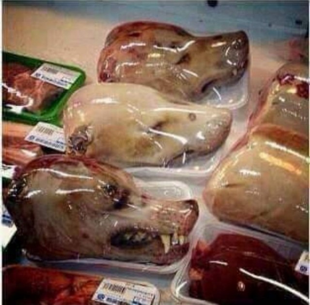 Кореянка  про собак