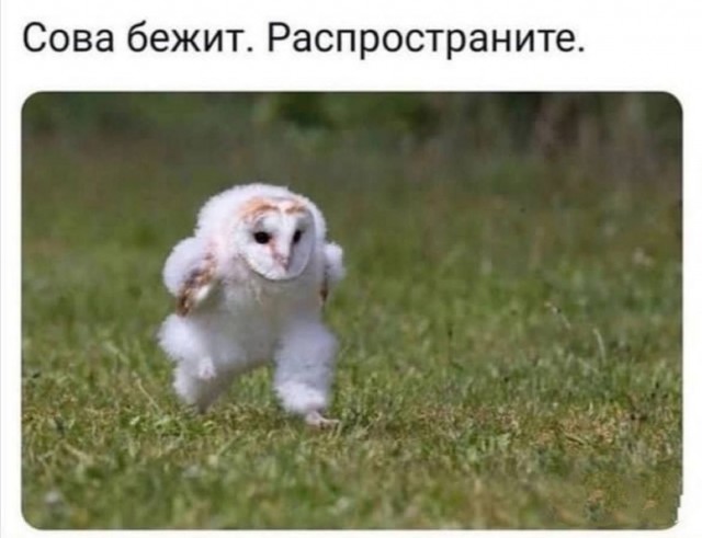 Картинки для деградации 48 (разной степени свежести)