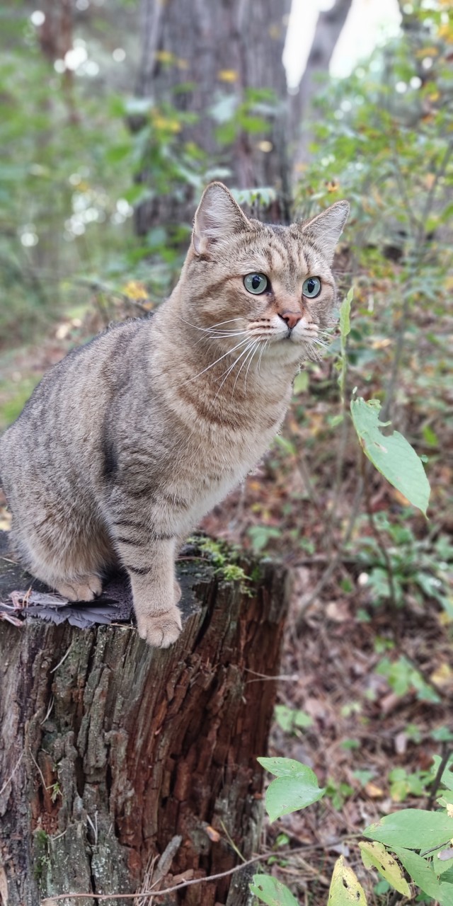Котовторник. Дорофей!