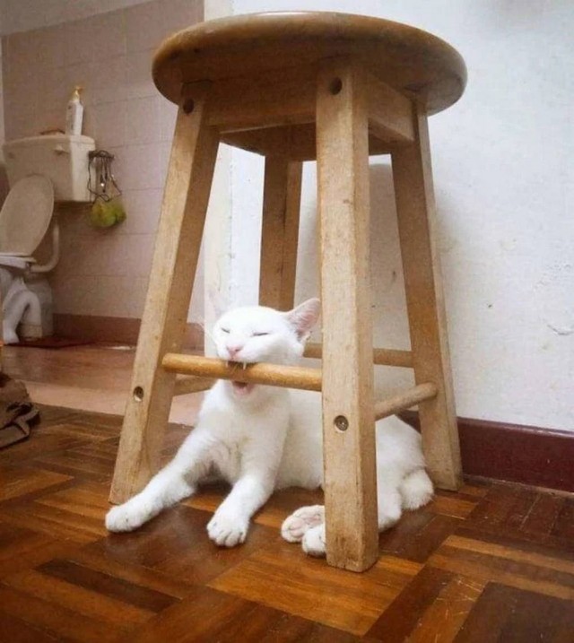 Чутка кошек
