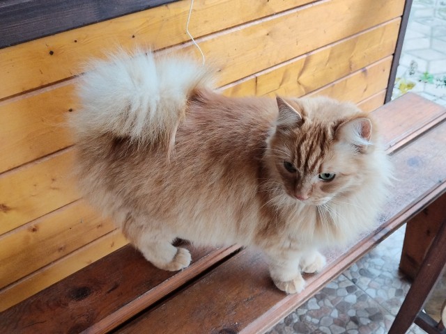 Привет, котовторник.
