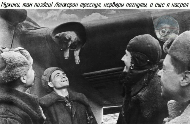 Мой кот