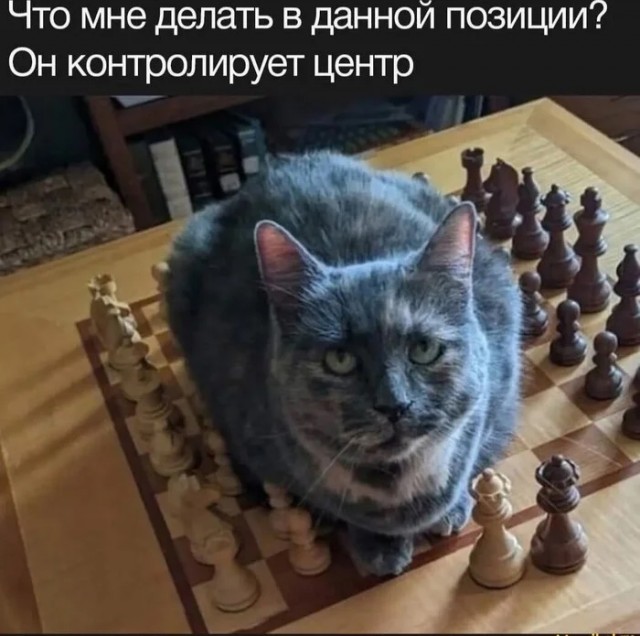 Нуштош 27.01.2026. Шахматный спецвыпуск
