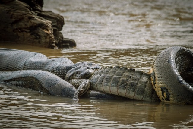 5 фактов об анаконде, которые ломают ваши шаблоны об этой змее