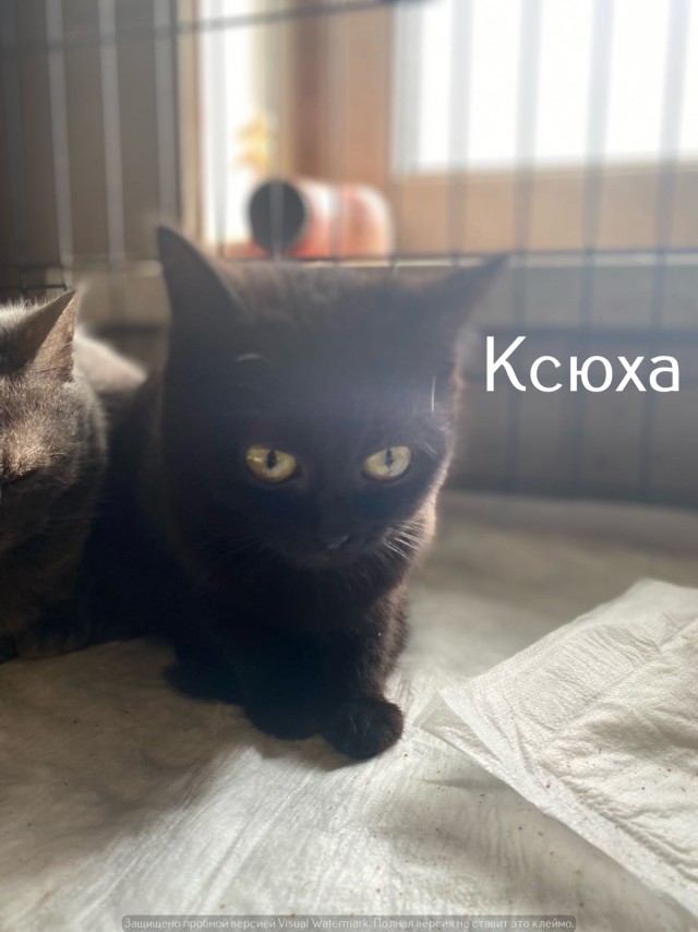 Жизнь домашнего приюта "Котоленд" 536