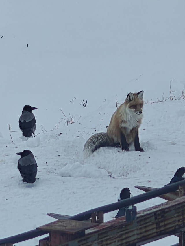 Вороне где‑то бог послал кусочек...