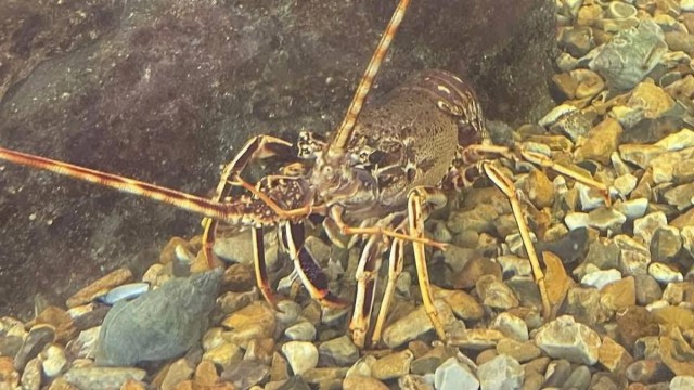 Убили 2-х омаров, коллеги!